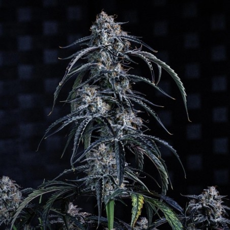 Beary Berry Punch Mephisto Genetics - cime