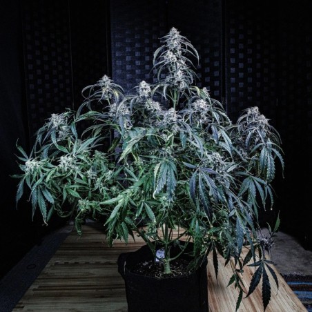 Beary Berry Punch Mephisto Genetics - cime 2