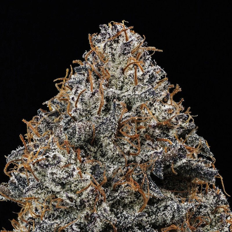 Beary Berry Punch Mephisto Genetics - cime 5