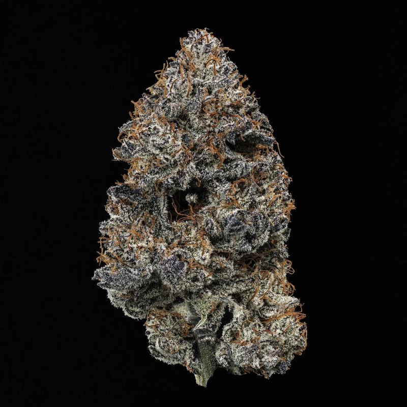 Beary Berry Punch Mephisto Genetics - cime 6