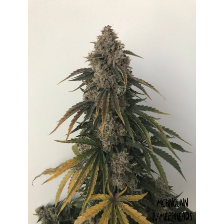 Beary White Mephisto Genetics - immagine ufficiale