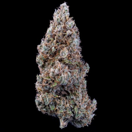 Bubbasquanch Mephisto Genetics - cime
