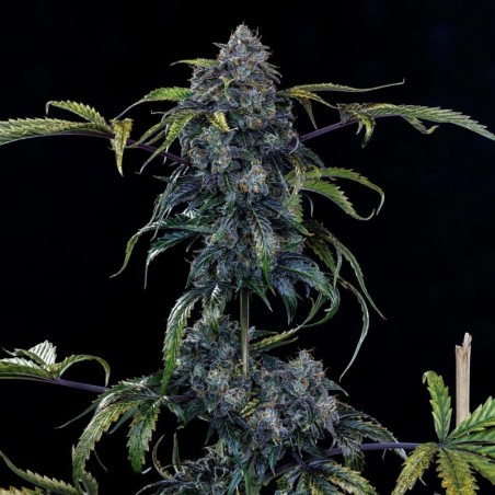 Butters' Breath Mephisto Genetics - cime