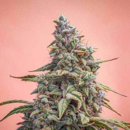 Canna-Cheese 1:1 Mephisto Genetics - immagine ufficiale