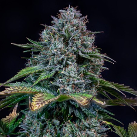Creme de la Chem Mephisto Genetics - cime