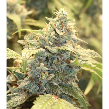 Creme-Tasmo Mephisto Genetics - cime