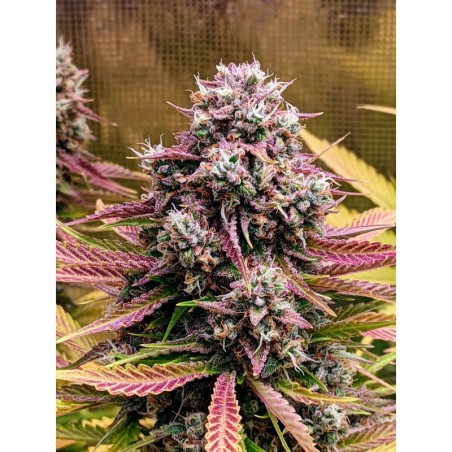 Deez Nuggs Mephisto Genetics - cime
