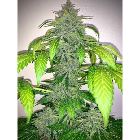 Deez Nuggs Mephisto Genetics - cime 2