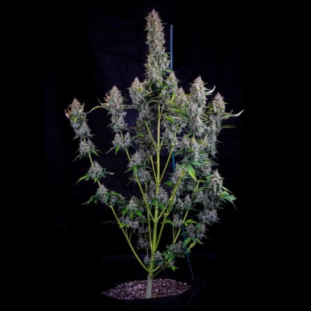 Dodgy Jammers Mephisto Genetics - cime 2