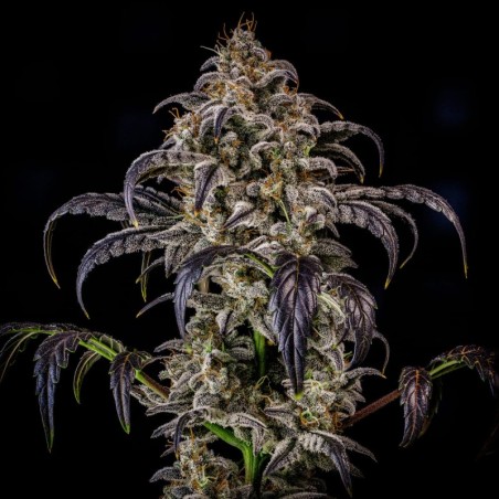 Double Grape Mephisto Genetics - cime