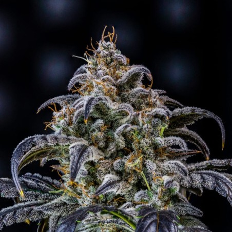 Double Grape Mephisto Genetics - cime 2
