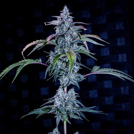 Fugue State Mephisto Genetics - cime