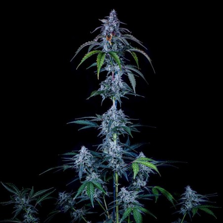 Fugue State Mephisto Genetics - cime 2