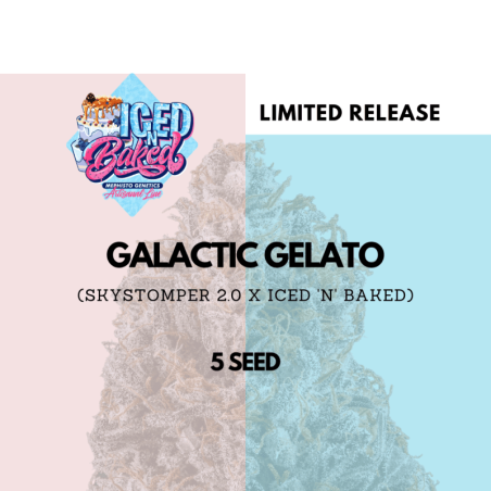 Galactic Gelato Mephisto Genetics - cime