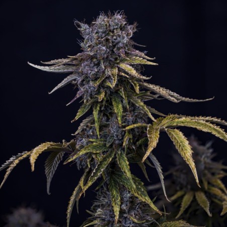 Ghost Toof Mephisto Genetics - cime