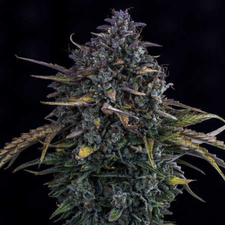 Gold Glue Mephisto Genetics - cime 2