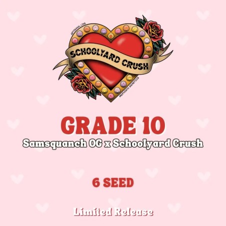 Grade 10 Mephisto Genetics - confezione semi