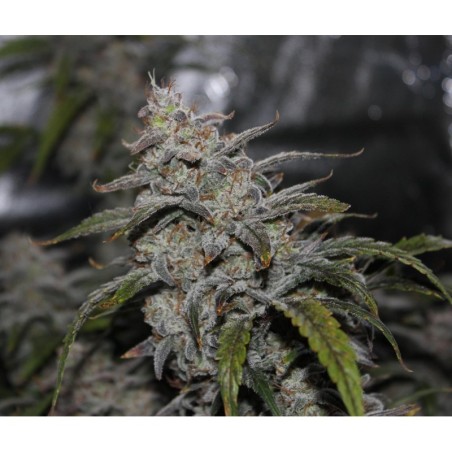 Grape Walker Kush Mephisto Genetics - immagine ufficiale