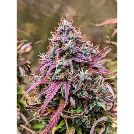 Grizzly Crinkle Mephisto Genetics - cime
