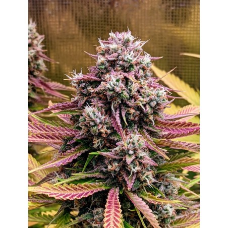Grizzly Crinkle Mephisto Genetics - immagine ufficiale 2