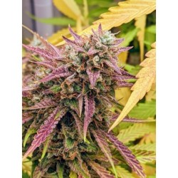 Grizzly Crinkle Mephisto Genetics - immagine ufficiale 3
