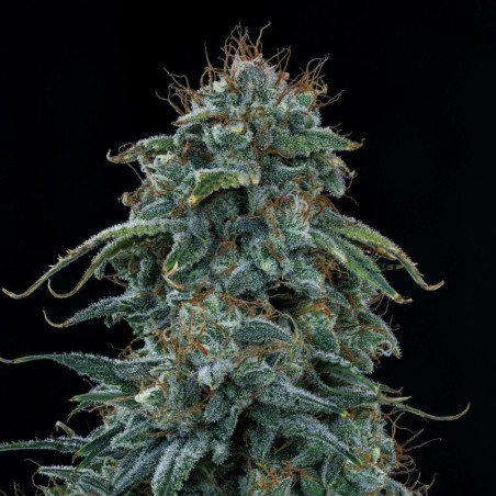 Guava Fig Mephisto Genetics - cime