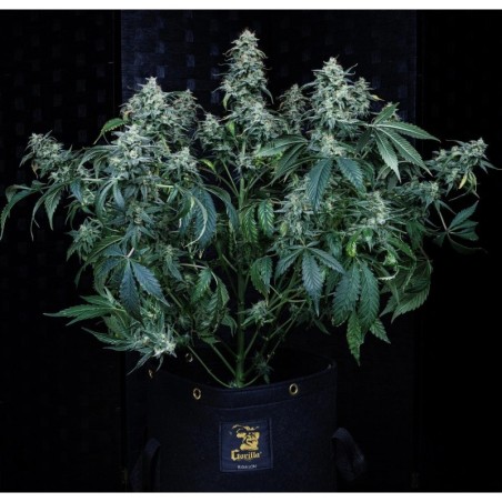 Guava Fig Mephisto Genetics - cime 2