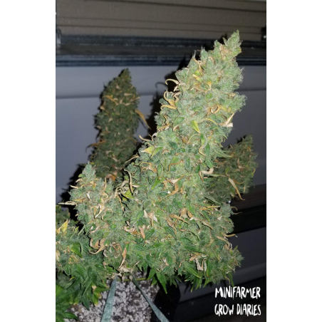 Heisenberg Special Mephisto Genetics - immagine ufficiale