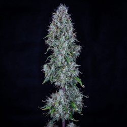 Hubbabubbasmelloscope Mephisto Genetics - cime