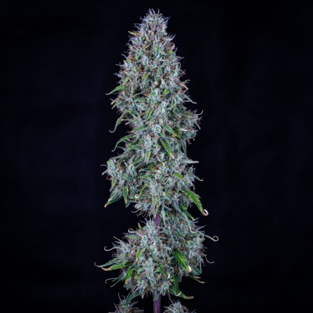 Hubbabubbasmelloscope Mephisto Genetics - cime