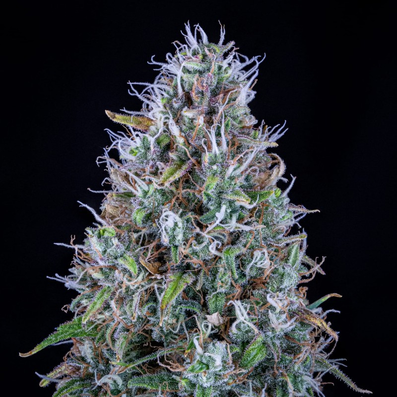 Hubbabubbasmelloscope Mephisto Genetics - cime 2
