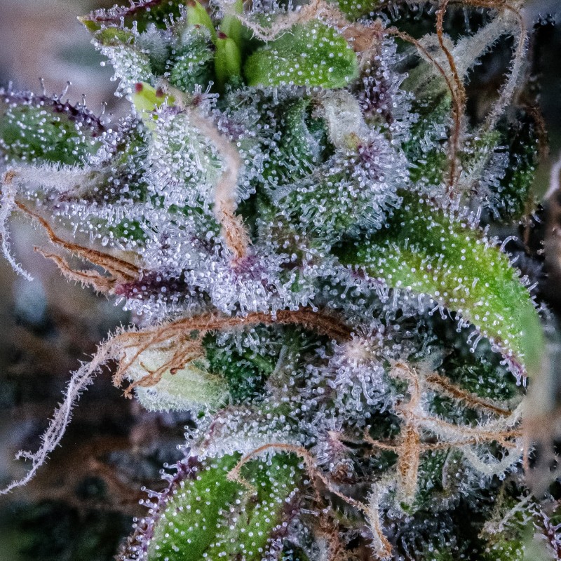 Hubbabubbasmelloscope Mephisto Genetics - cime 3