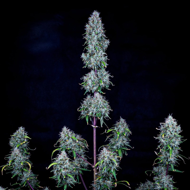 Hubbabubbasmelloscope Mephisto Genetics - cime 4