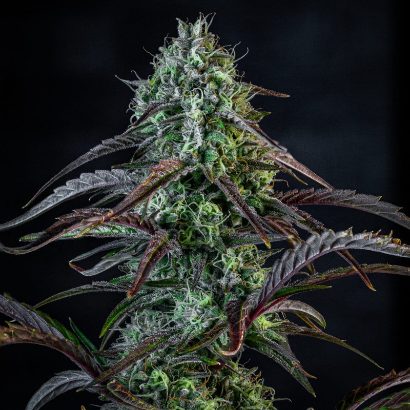 Iced 'n' Baked Mephisto Genetics - cime