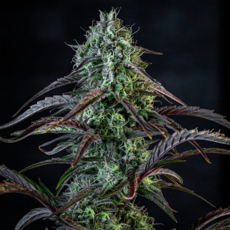 Iced 'n' Baked Mephisto Genetics - cime