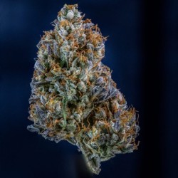 Iced 'n' Baked Mephisto Genetics - cime 2