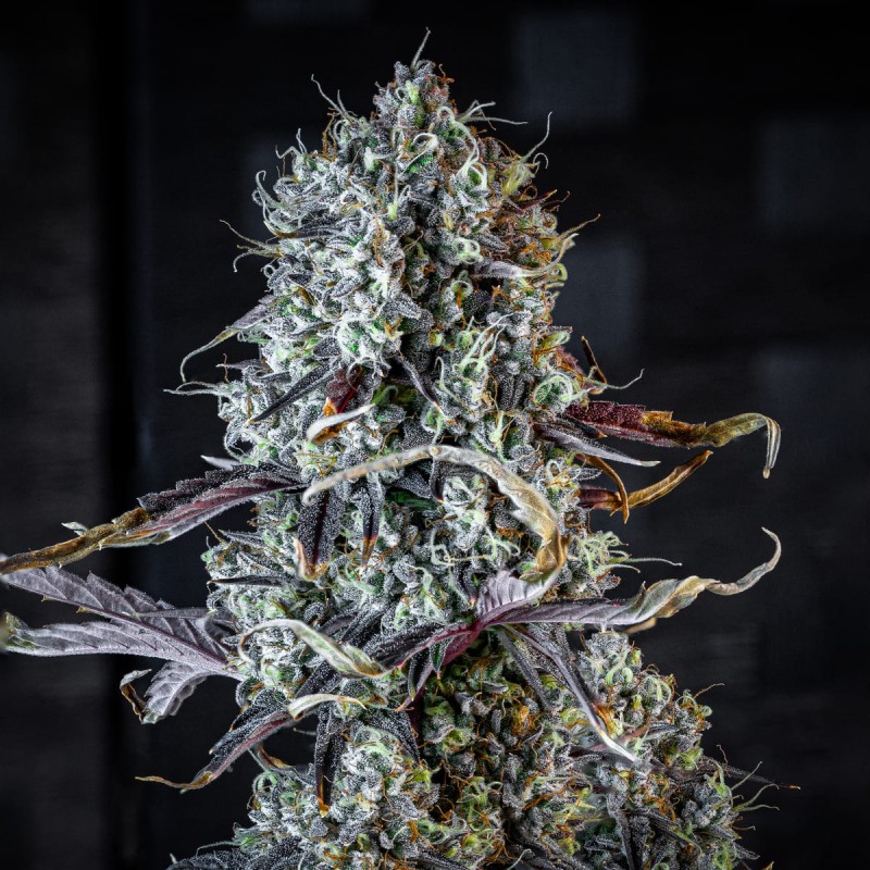 Iced 'n' Baked Mephisto Genetics - cime 3