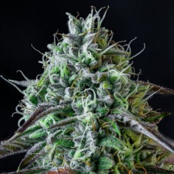 Iced 'n' Baked Mephisto Genetics - cime 4