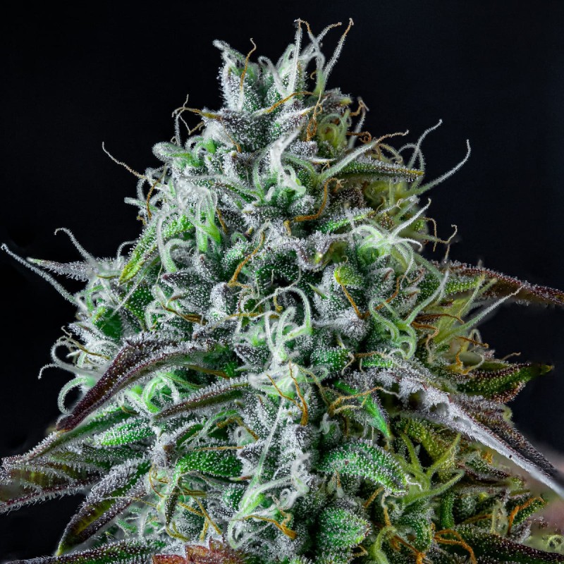 Iced 'n' Baked Mephisto Genetics - cime 4