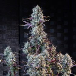 Iced 'n' Baked Mephisto Genetics - cime 5