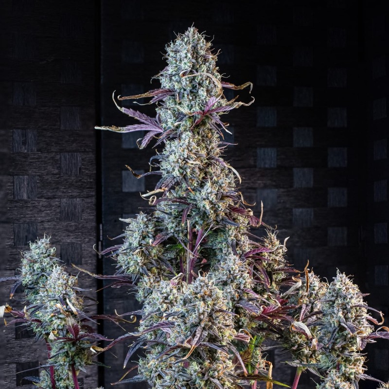 Iced 'n' Baked Mephisto Genetics - cime 5