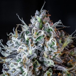 Iced 'n' Baked Mephisto Genetics - cime 6