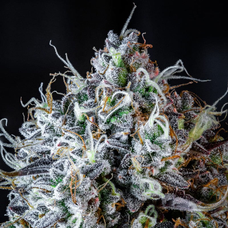 Iced 'n' Baked Mephisto Genetics - cime 6