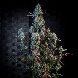 Iced 'n' Baked Mephisto Genetics - cime 7