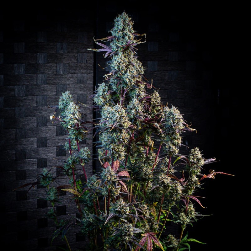 Iced 'n' Baked Mephisto Genetics - cime 7