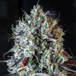 Iced 'n' Baked Mephisto Genetics - cime 8