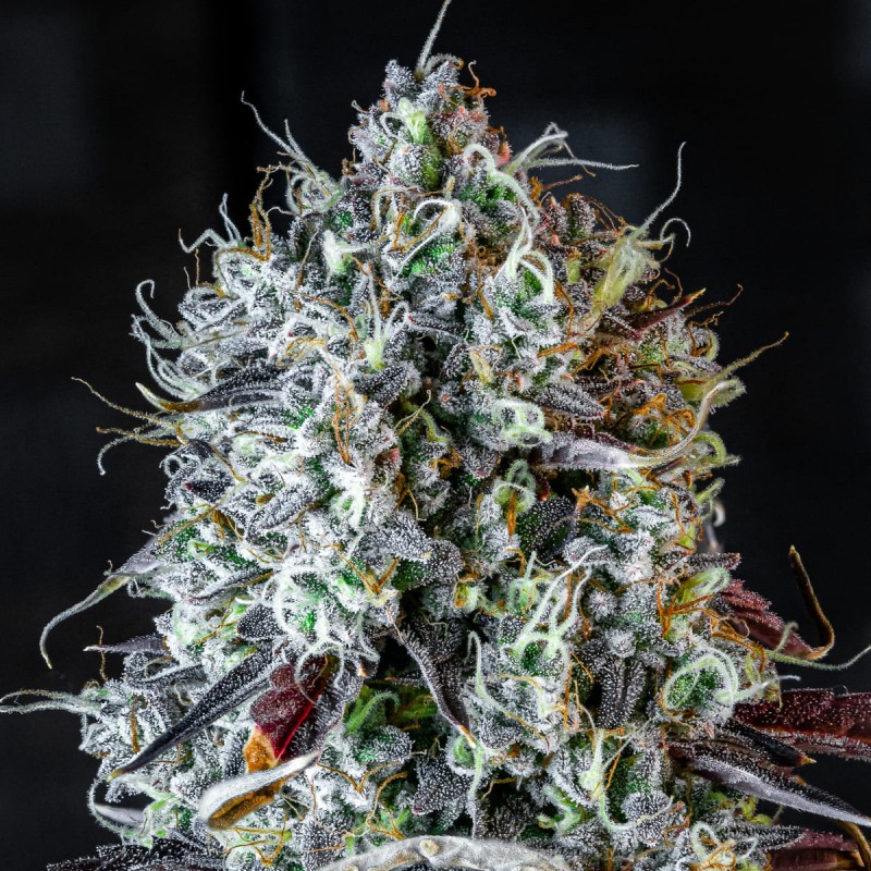 Iced 'n' Baked Mephisto Genetics - cime 8