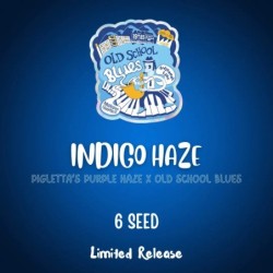 Indigo Haze Mephisto Genetics - confezione semi