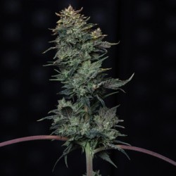 Kiwi Lime 1 Mephisto Genetics - cime