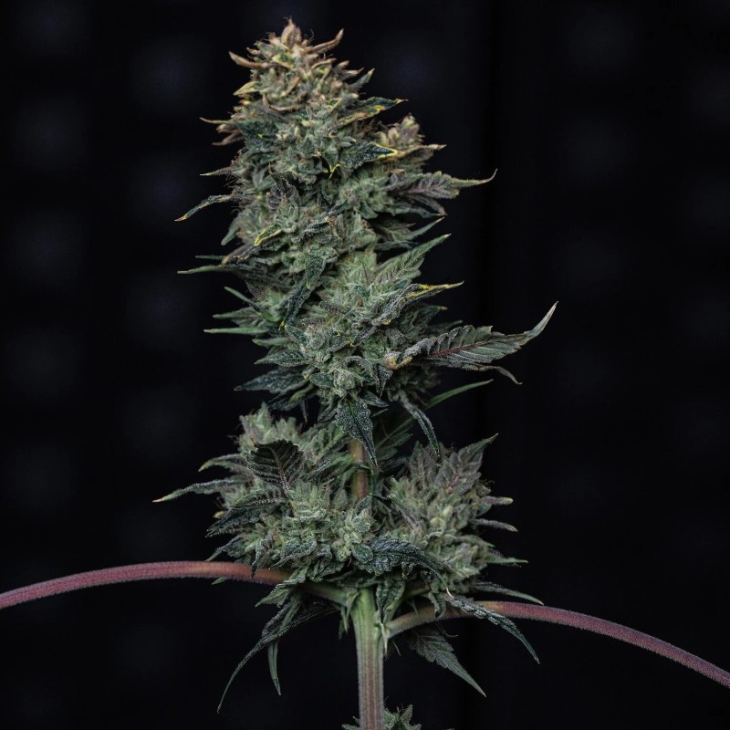 Kiwi Lime 1 Mephisto Genetics - cime